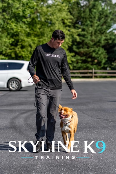 Skyline K9 trainer working with a dog