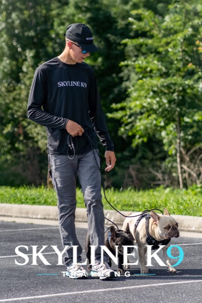 Advanced obedience training with a Skyline K9 trainer